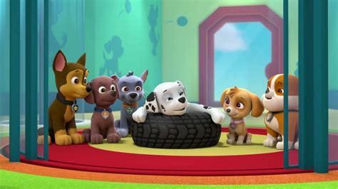 paw patrol episodes|new paw patrol episode today.